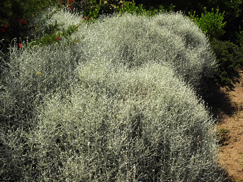 Leucophyta brownii en fleurs sur les dunes côtières de Corse
